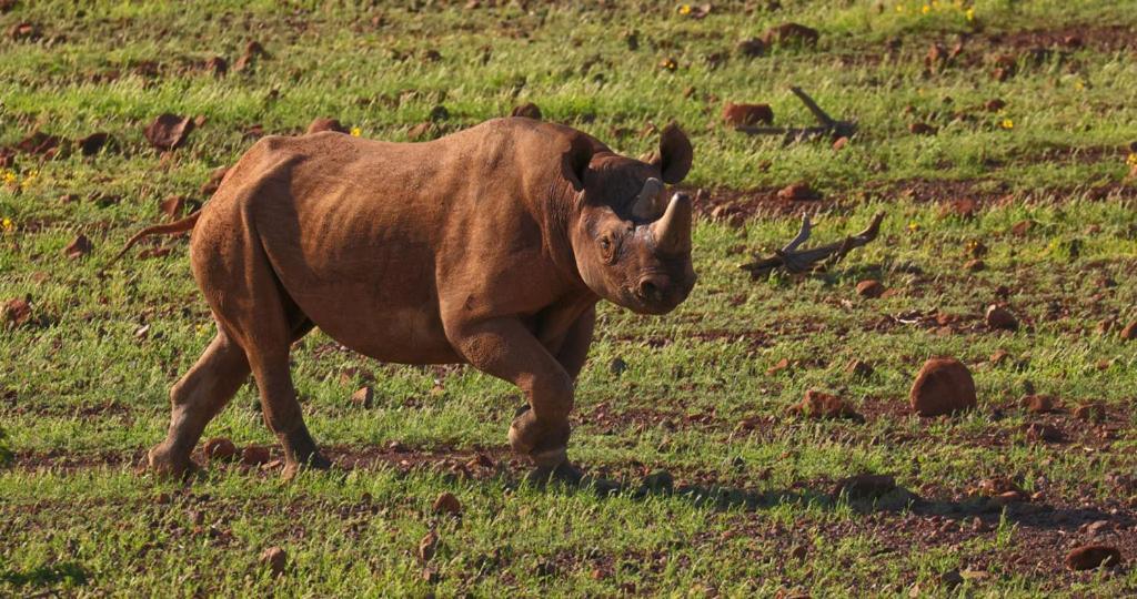 Grootberg Lodge Damaraland Εξωτερικό φωτογραφία