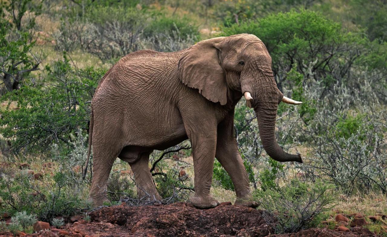 Grootberg Lodge Damaraland Εξωτερικό φωτογραφία