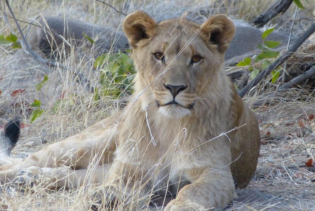 Grootberg Lodge Damaraland Εξωτερικό φωτογραφία