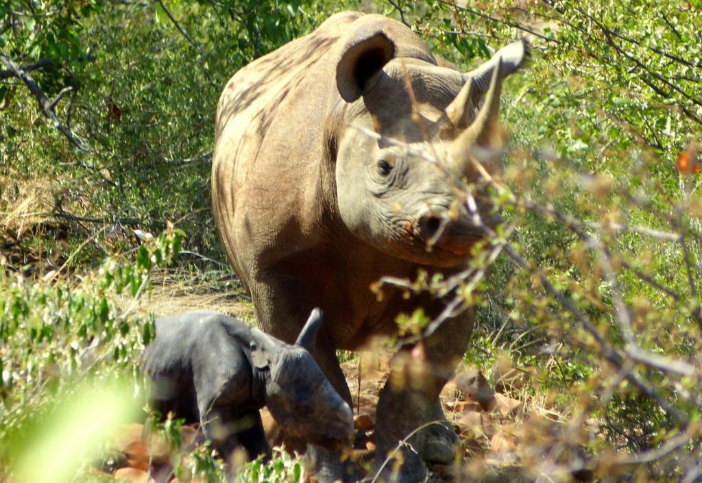 Grootberg Lodge Damaraland Εξωτερικό φωτογραφία